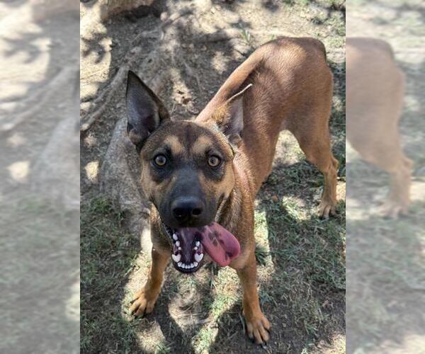 Medium Photo #2 Rhodesian Ridgeback-Unknown Mix Puppy For Sale in Riverside, CA, USA