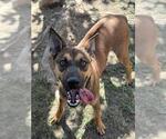 Small #1 Rhodesian Ridgeback Mix