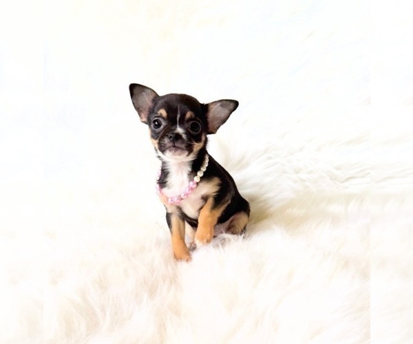 Medium Photo #5 Chihuahua Puppy For Sale in SACRAMENTO, CA, USA