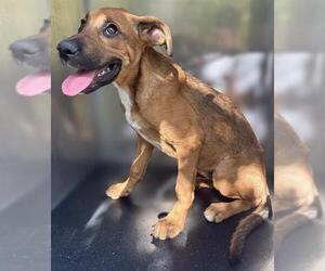 Plott Hound-Unknown Mix Dogs for adoption in San Antonio, TX, USA