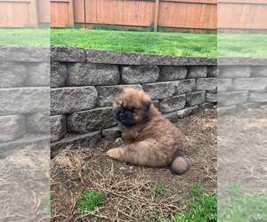 Chow Chow Puppy for sale in GRIFFITH, CA, USA