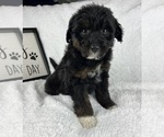 Small F2 Aussiedoodle