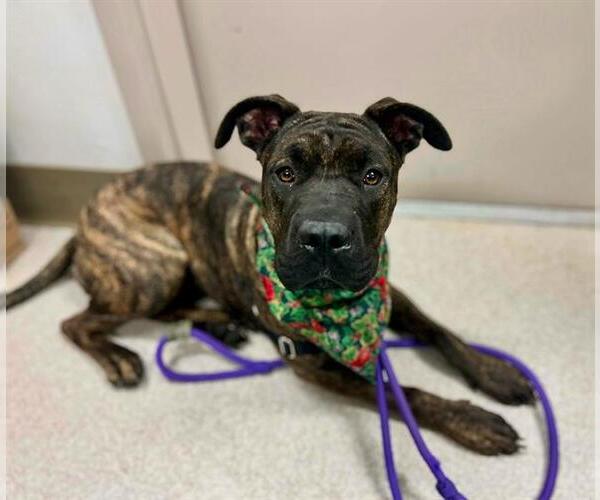Medium Photo #1 Chinese Shar-Pei-Unknown Mix Puppy For Sale in Santa Rosa, CA, USA