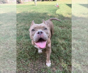 Bulldog-Unknown Mix Dogs for adoption in Lakewood, CO, USA