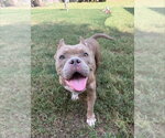 Creme Brulee - Female Bulldog-Unknown Mix Dog for Adoption - Small photo