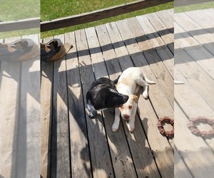 Mutt Dogs for adoption in CLEVELAND, TX, USA