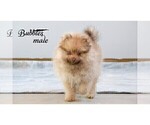 Small Photo #4 Pomeranian Puppy For Sale in CLARE, MI, USA