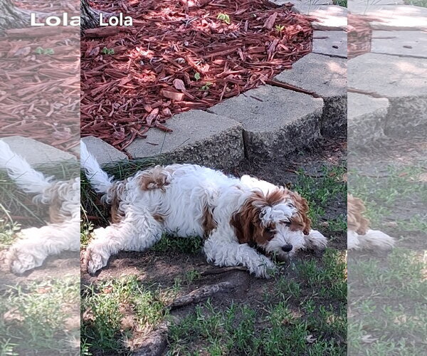 Medium Photo #3 Cavalier King Charles Spaniel Puppy For Sale in Brooklyn Center, MN, USA