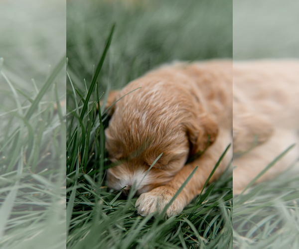 Medium Photo #11 Goldendoodle Puppy For Sale in FREDERICA, DE, USA