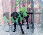 Small #1 German Shorthaired Lab