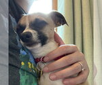 Small #15 Chihuahua Mix