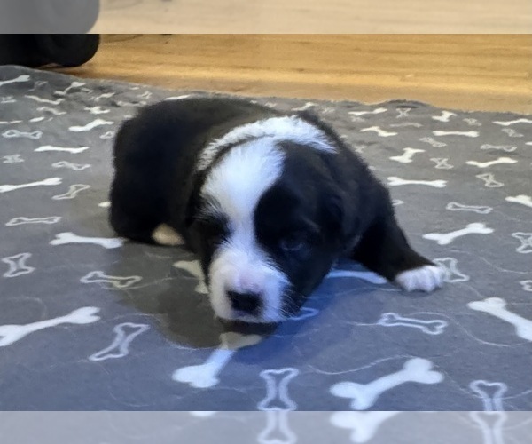 Medium Photo #13 Australian Shepherd Puppy For Sale in SALISBURY, NC, USA