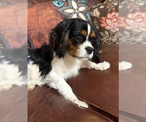 Cavalier King Charles Spaniel Puppy for sale in ABILENE, TX, USA