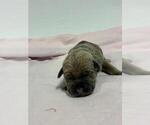 Small Photo #2 Cane Corso Puppy For Sale in CAMBY, IN, USA