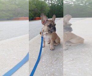 French Bulldog Puppy for sale in TAMPA, FL, USA