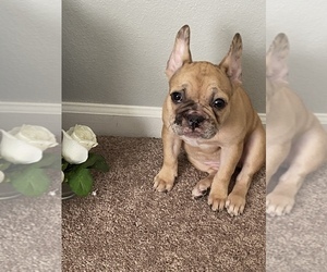 French Bulldog Puppy for sale in COUNCIL BLUFFS, IA, USA