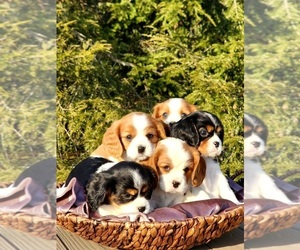 Cavalier King Charles Spaniel Puppy for sale in LITITZ, PA, USA