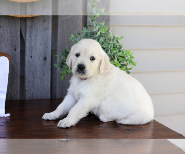 Medium Photo #2 English Cream Golden Retriever Puppy For Sale in NAPPANEE, IN, USA