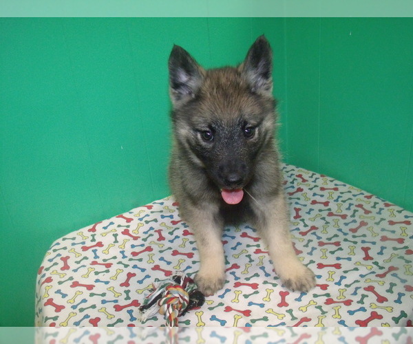 Medium Photo #5 Norwegian Elkhound Puppy For Sale in PATERSON, NJ, USA