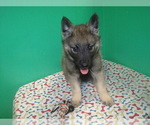 Small Photo #5 Norwegian Elkhound Puppy For Sale in PATERSON, NJ, USA