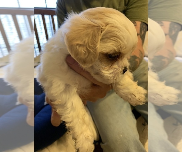 Medium Photo #13 ShihPoo Puppy For Sale in WETUMPKA, AL, USA