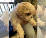 Small Photo #13 ShihPoo Puppy For Sale in WETUMPKA, AL, USA
