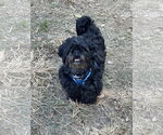 Paddington - Male Pekingese-Unknown Mix Dog for Adoption - Small photo