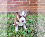 Small Photo #20 Siberian Husky Puppy For Sale in INMAN, SC, USA