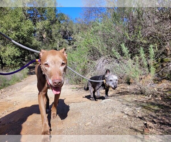 Medium Photo #4 Mutt Puppy For Sale in  Ramona, CA, USA