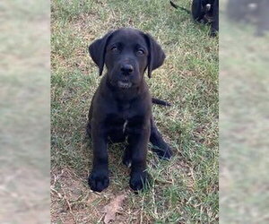 Labrador Retriever-Unknown Mix Dogs for adoption in Alexander, AR, USA