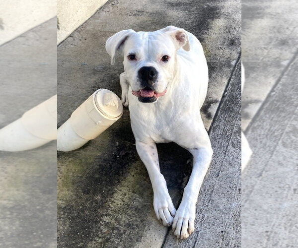 Medium Photo #2 Boxer Puppy For Sale in Austin, TX, USA
