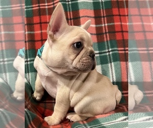 French Bulldog Puppy for sale in BOLIVAR, MO, USA