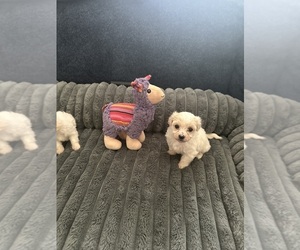 Havachon Puppy for sale in CINCINNATI, OH, USA