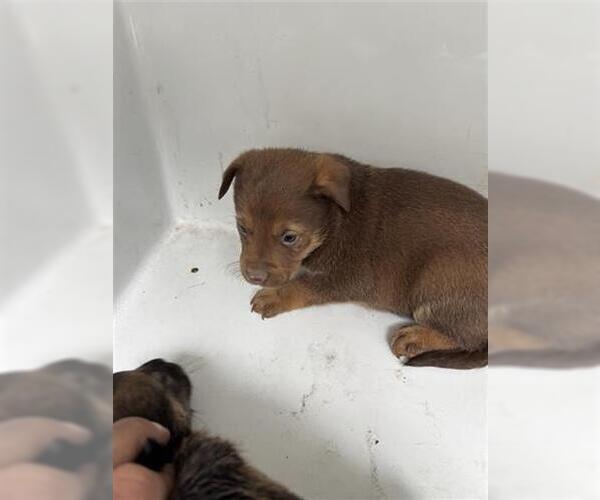 Medium Photo #1 German Shepherd Dog-Unknown Mix Puppy For Sale in Houston, TX, USA