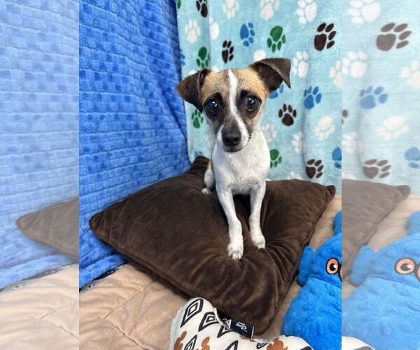 Medium Photo #2 Chihuahua-Unknown Mix Puppy For Sale in Chico, CA, USA
