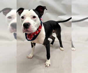 Mutt Dogs for adoption in Sanford, FL, USA
