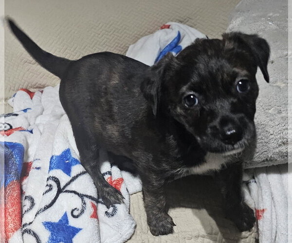 Medium Photo #2 Labrador Retriever-Unknown Mix Puppy For Sale in Royal Palm Beach, FL, USA