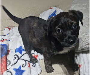 Natalie - Female Labrador Retriever-Unknown Mix Dog for Adoption - Photo #2
