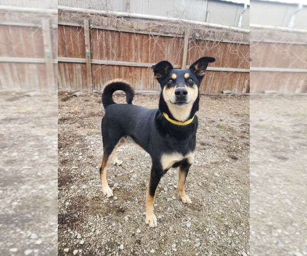 Medium Photo #2 Mutt Puppy For Sale in Evansville, IN, USA