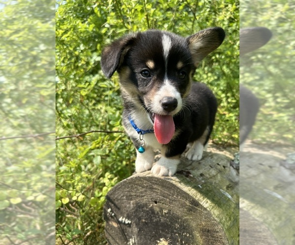 Medium Photo #80 Pembroke Welsh Corgi Puppy For Sale in PERKINSVILLE, VT, USA