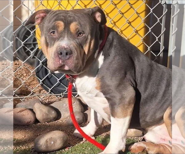 Medium Photo #3 American Staffordshire Terrier-Unknown Mix Puppy For Sale in phoenix, AZ, USA