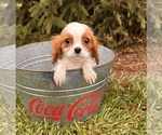 Small #2 Cavalier King Charles Spaniel