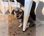 Small #1 Maltese Mix