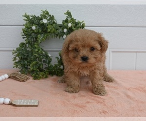 Cavapoo Puppy for Sale in HOLMESVILLE, Ohio USA