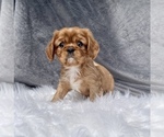 Puppy 1 Cavalier King Charles Spaniel