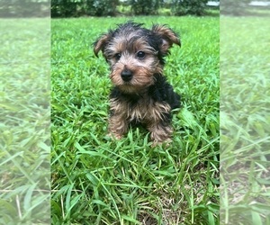 Yorkshire Terrier Puppy for sale in DURHAM, CT, USA