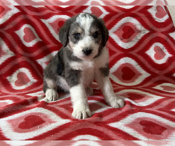 Medium Photo #1 Bordoodle Puppy For Sale in NEW HAVEN, IN, USA