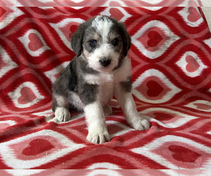 Bordoodle Puppy for sale in NEW HAVEN, IN, USA