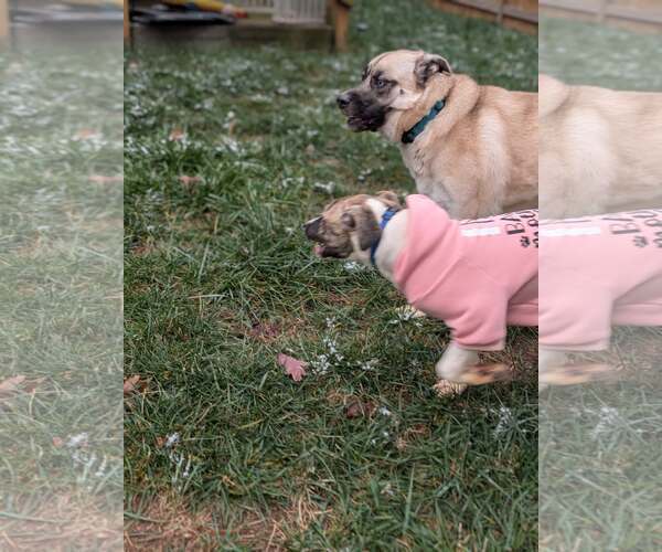 Medium Photo #3 Labrador Retriever-Unknown Mix Puppy For Sale in Holly Springs, NC, USA