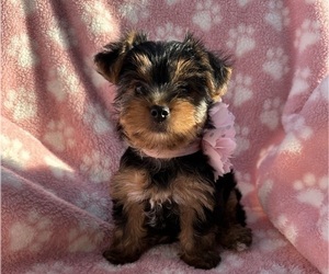 Yorkshire Terrier Puppy for sale in WEBSTER, FL, USA